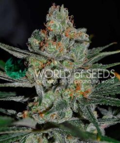 Afghan Kush Early Version WorldOfSeeds