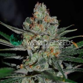 Afghan Kush Early Version WorldOfSeeds