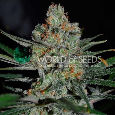 Afghan Kush Early Version WorldOfSeeds