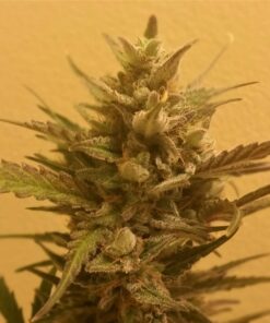 Afghan Kush Ryder Auto — изображение 2