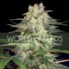 Afghan Kush Ryder Auto WorldOfSeeds