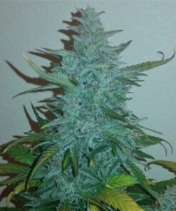 Afghan Kush Ryder Auto — изображение 3
