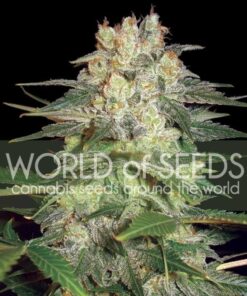 Afghan Kush Ryder Auto WorldOfSeeds