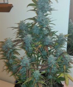 Afghan Kush Ryder Auto — изображение 4