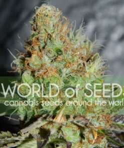 Afghan Kush Special WorldOfSeeds