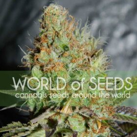 Afghan Kush Special WorldOfSeeds