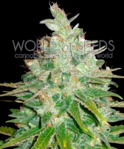 Afghan Kush x Black Domina WorldOfSeeds