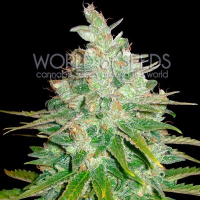 Afghan Kush x Black Domina WorldOfSeeds
