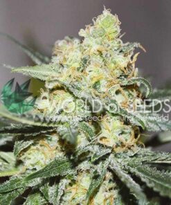Afghan Kush x Skunk WorldOfSeeds