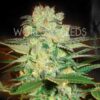 Afghan Kush x White Widow WorldOfSeeds