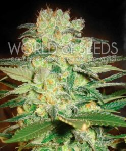Afghan Kush x White Widow WorldOfSeeds