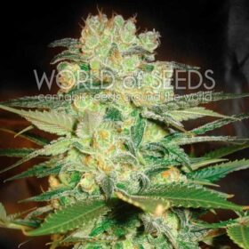 Afghan Kush x White Widow WorldOfSeeds