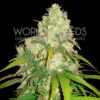 Afghan Kush x Yumbolt WorldOfSeeds