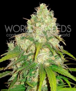 Afghan Kush x Yumbolt WorldOfSeeds