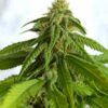 Afrodite Kannabia Seeds