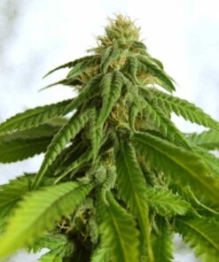 Afrodite Kannabia Seeds