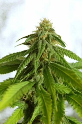 Afrodite Kannabia Seeds