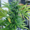 AK 47 Auto SeriousSeeds