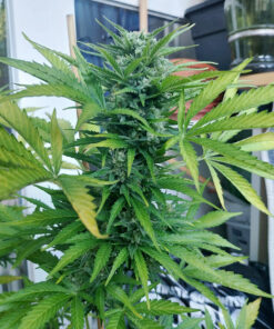 AK 47 Auto SeriousSeeds