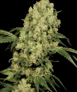 AK 47 regular SeriousSeeds