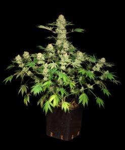 AK 47 regular — изображение 4
