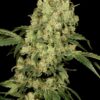 AK 47 SeriousSeeds