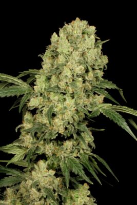 AK 47 SeriousSeeds