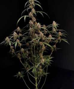 AK Auto — изображение 2