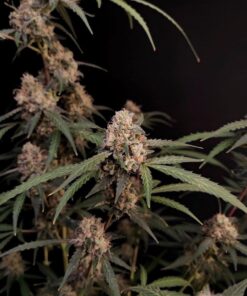 AK Auto — изображение 11