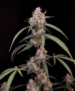 AK Auto — изображение 3