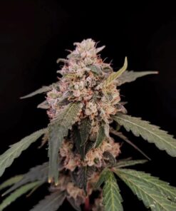AK Auto — изображение 4