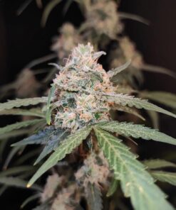 AK Auto — изображение 5