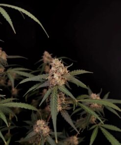 AK Auto — изображение 6