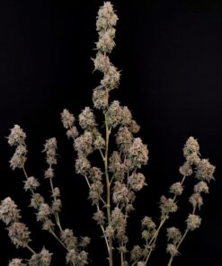 AK Auto — изображение 8