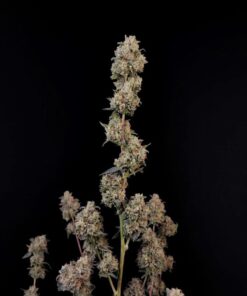 AK Auto — изображение 9