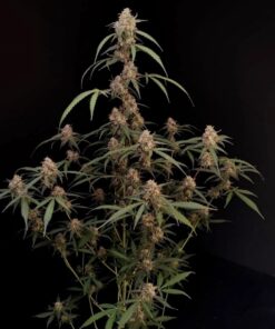 AK Auto — изображение 10