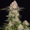 AK Barneys Farm Seeds