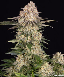AK Barneys Farm Seeds