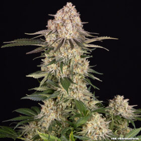 AK Barneys Farm Seeds