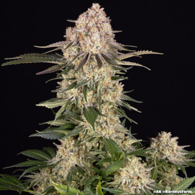 AK Barneys Farm Seeds