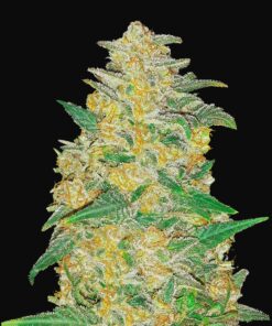 AK Auto Fast Buds Seeds