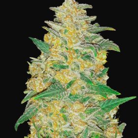 AK Auto Fast Buds Seeds