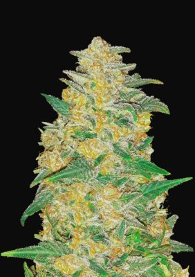 AK Auto Fast Buds Seeds