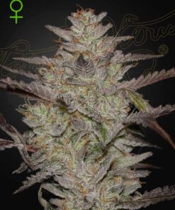 AlienZ Auto Green House Seeds
