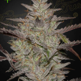 AlienZ Auto Green House Seeds