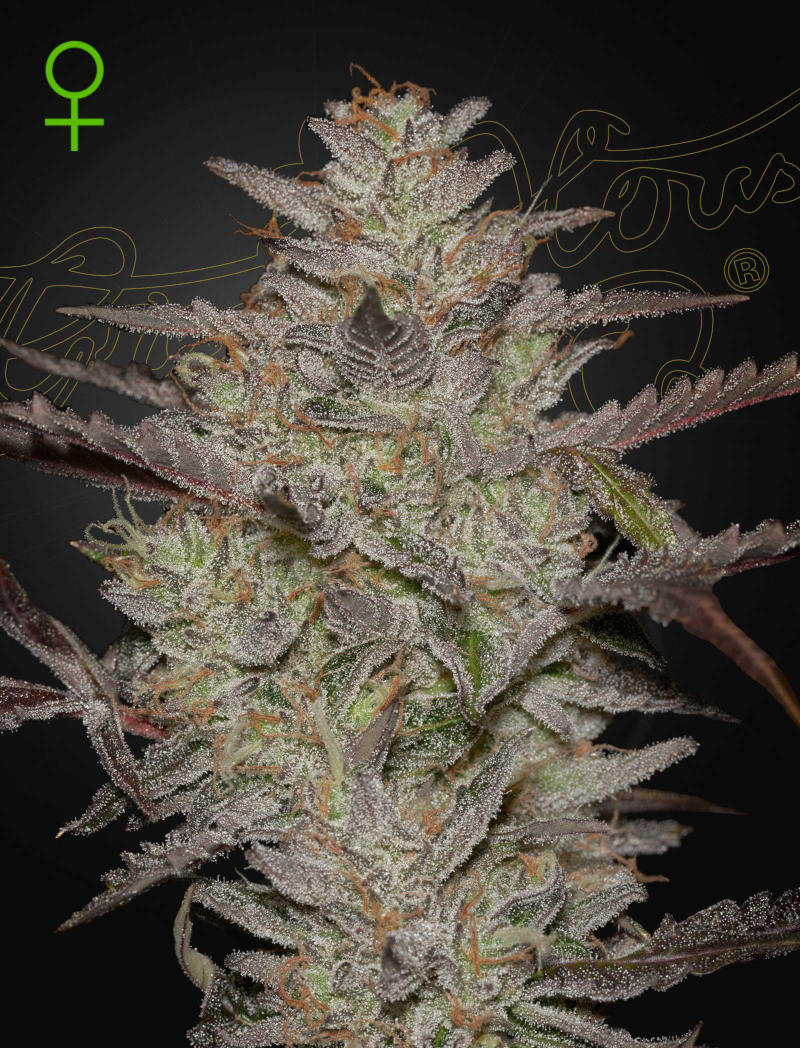 AlienZ Auto Green House Seeds