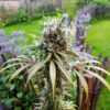 Amnesia Mac Ganja AMG Royal Queen Seeds