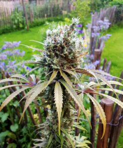 Amnesia Mac Ganja AMG Royal Queen Seeds