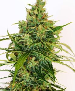 Amnesi-K Lemon Kannabia Seeds