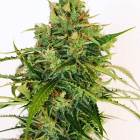 Amnesi-K Lemon Kannabia Seeds
